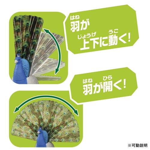 アニア AS-16 クジャク（インドクジャク）