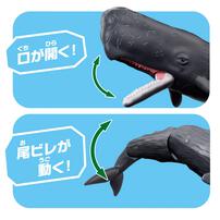 アニア AL-34 マッコウクジラ（水に浮くVer.）