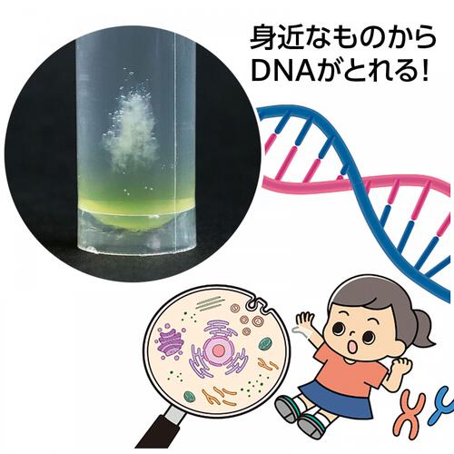 手のひら実験室生命の設計図！？DNA抽出キット