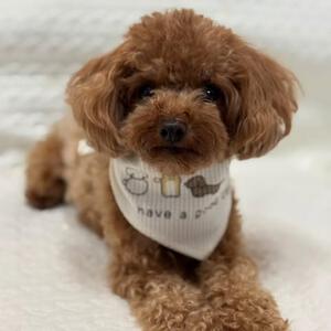 【ベビー&times;ペットコレクション】犬用バンダナ 2枚組 プリント&times;足跡