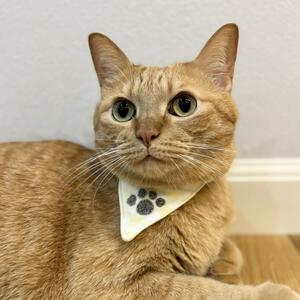 【ベビー&times;ペットコレクション】猫用バンダナ 2枚組 プリント&times;足跡