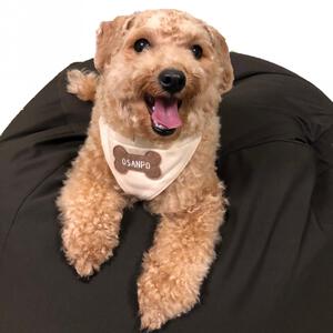 【ベビー&times;ペットコレクション】犬用スタイ 2枚組 骨&times;総柄  ベビーザらス限定