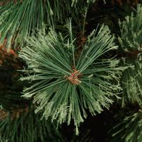 クリスマスツリー 150cm 2段式リアルヌードツリー オーナメントなし ナチュラル おしゃれ 北欧 簡単組み立て トイザらス限定