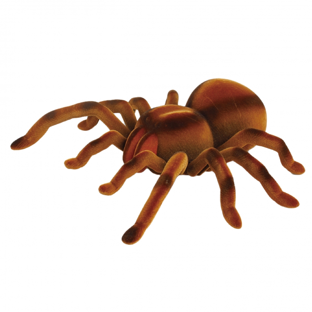 I/R TARANTULA ^` gCUX ԊOʐM